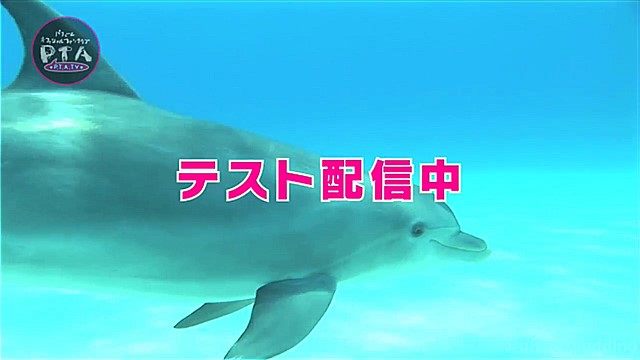 P.T.A. TV イルカ