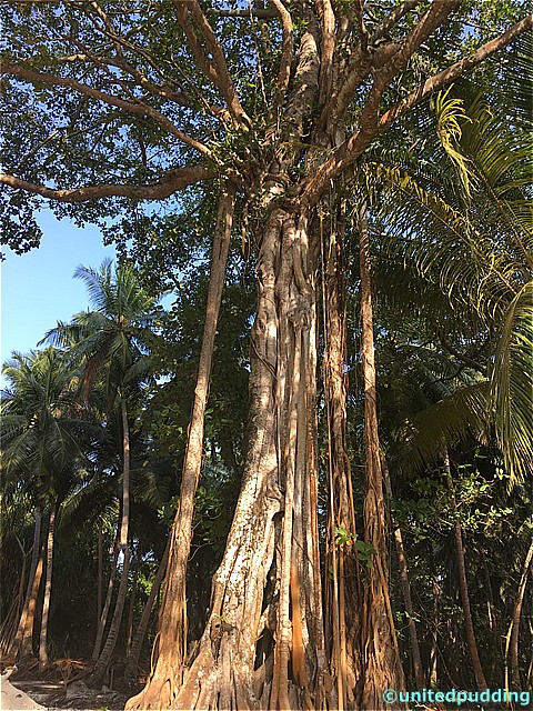 amilla tree